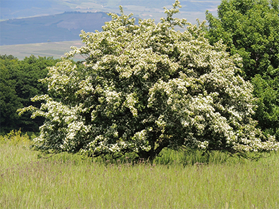 biancospino_arbusto_fiori_foto.jpg