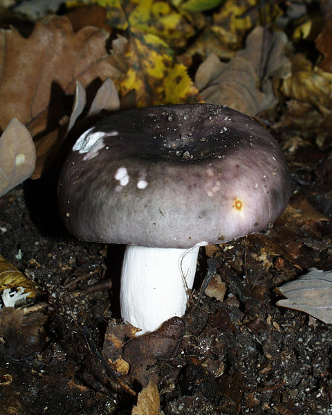 Russula_cyanoxantha.JPG