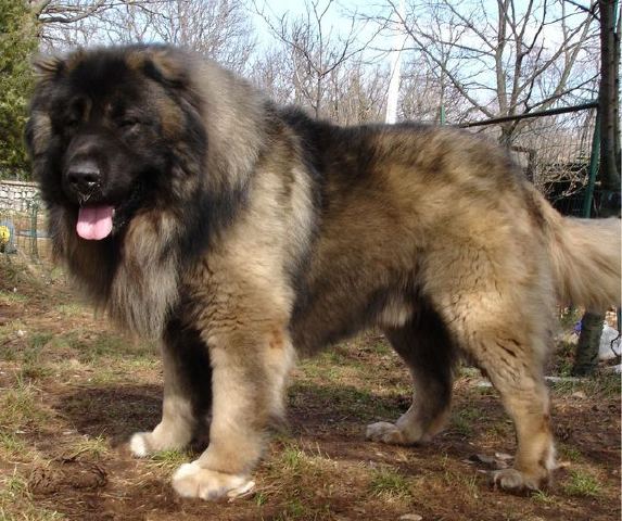 Cane.jpg