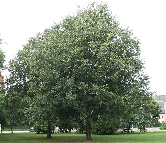Bagolaro.jpg