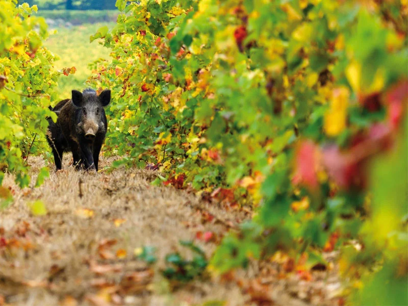 CINGHIALE VITI UVA.webp