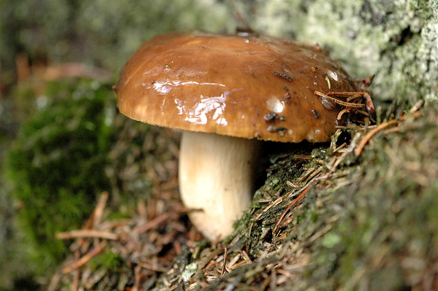 Russula.mustelina3.-.lindsey.jpg