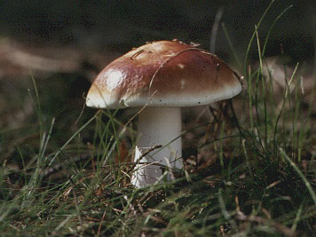 Russula_vesca.jpg
