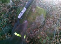 Beccaccia 08012011.jpg