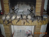 piccipicci fa\' l\'impicci.jpg