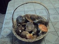 DSC00454.JPG