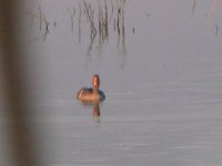 IMG_1049.JPG