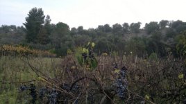 paesaggio - Copia.jpg