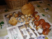 DSC00526a.JPG