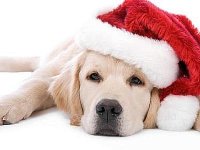 buon_natale_per_cani.jpg