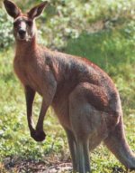canguro_5.jpg