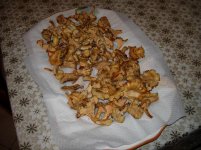 foto funghi 30nov2015.jpg