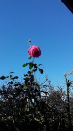 rosa.jpg