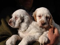 cuccioli 005.jpg