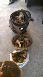 WP_20160925_11_41_05_Pro.jpg