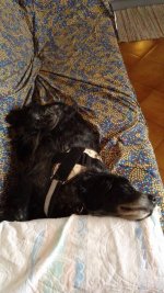 ImageUploadedByTapatalk1525282843.5031.jpg