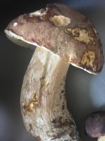 ImageUploadedByTapatalk1527327584.6369.jpg