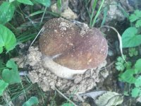 ImageUploadedByTapatalk1527966164.6588.jpg