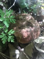 ImageUploadedByTapatalk1527966165.291.jpg