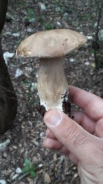 ImageUploadedByTapatalk1530270847.4832.jpg