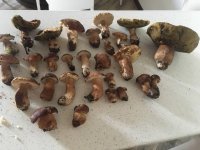 ImageUploadedByTapatalk1530743945.3458.jpg