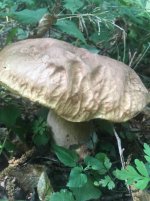 ImageUploadedByTapatalk1531311199.0712.jpg