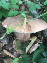 ImageUploadedByTapatalk1531311272.5588.jpg