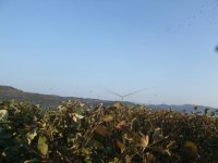 DSCF0005.JPG