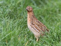 LE MODIFICHE ALLA POLITICA AGRICOLA COMUNE (PAC) EUROPEA INDICANO ULTERIORI SVILUPPI NEGATIVI PER LA FAUNA SELVATICA MINORE