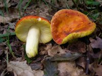 Russula_Aurea.JPG