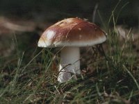 Russula_vesca.jpg