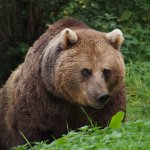 Sul problema degli orsi sloveni del Trentino