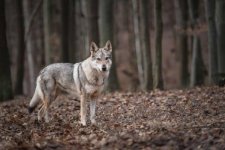 I risultati del monitoraggio nazionale del lupo in un articolo scientifico