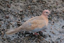 Laughing_dove_(Streptopelia_senegalensis_senegalensis)_female (1).jpg