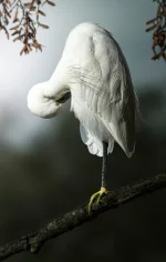 1733150640823.webp