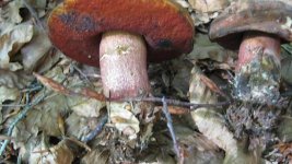 IMG_0008.jpg
