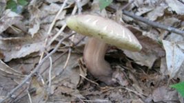 IMG_0017.jpg