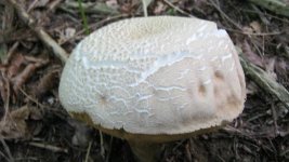 IMG_0032.jpg
