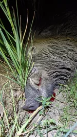 IMG-20250511-WA0018.webp