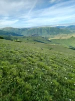 cani_2.webp