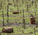 Impatto dell'Agricoltura Intensiva e Fitofarmaci negli Uccelli rispetto al passato