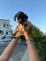 Cuccioli pointer inglese