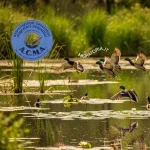 ACMA. La Riforma della Legge 157/92: Luci e Ombre per la Caccia