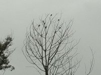 IMG_2989.jpg