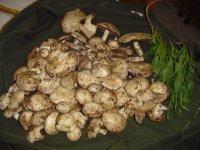 DSC02055.jpg