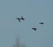 DSC03149.JPG