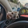 Ame Car
