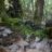 Fagus