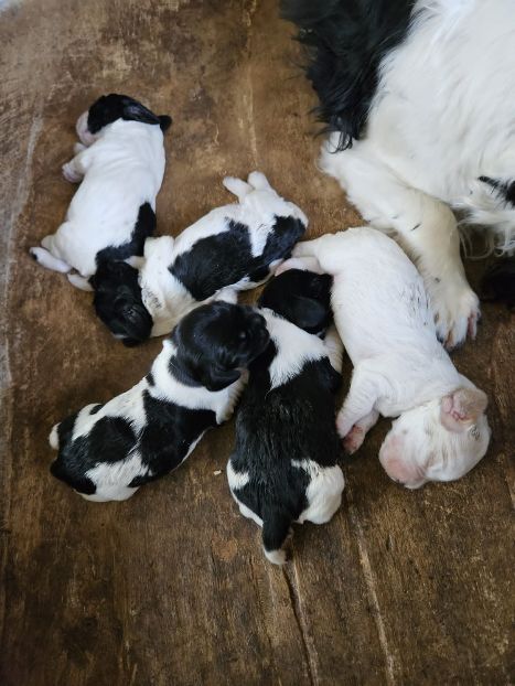 kikko's children.jpg